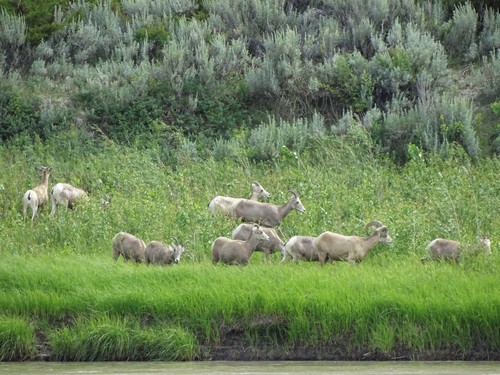 iNaturalist observation 2016-07-13