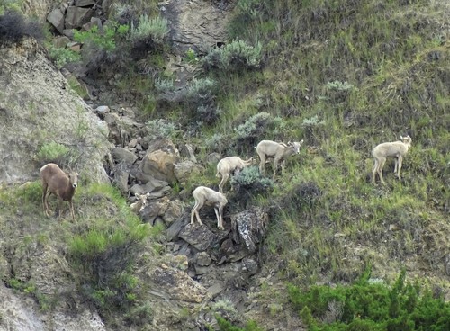 iNaturalist observation 2016-07-13