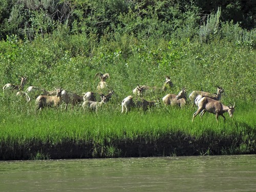 iNaturalist observation 2016-07-14