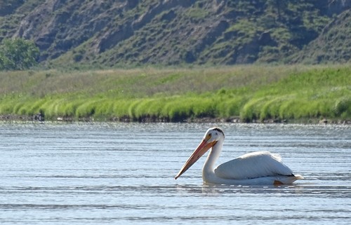 iNaturalist observation 2016-07-15