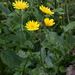 Cave Hawkweed - Photo (c) Leonard Worthington, all rights reserved, uploaded by Leonard Worthington