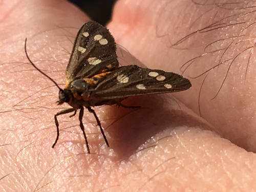 Dysauxes punctata