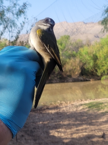 Green-tailed Towhee