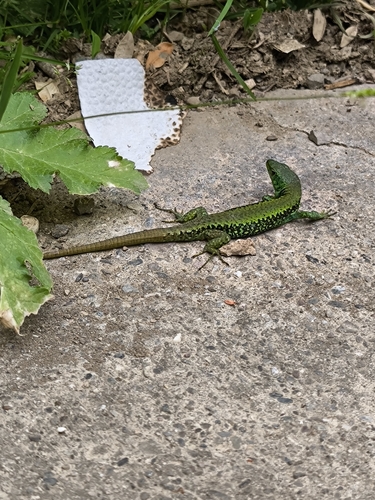 Caspian Sea Rock Lizard