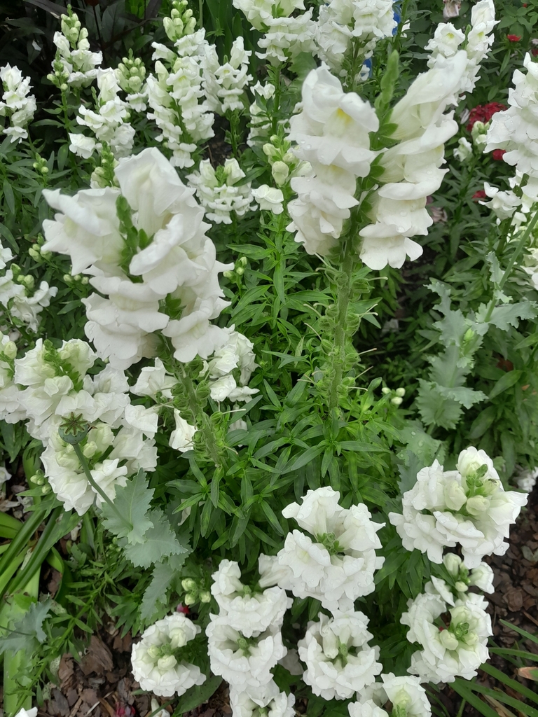 Snapdragons Keymsham Snapdragons from Atlanta, GA 30309, USA on April 26, 2025 at 12:02 PM ...