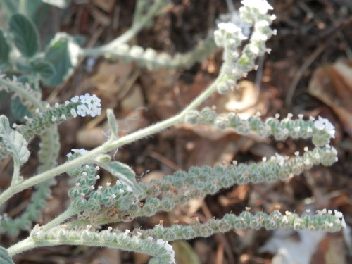 European heliotrope