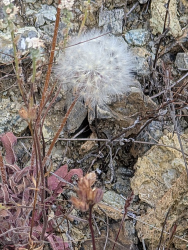 Annual Agoseris winter