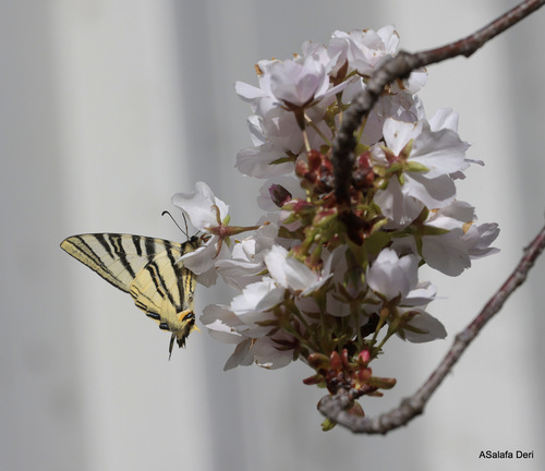 Scarce Swallowtail