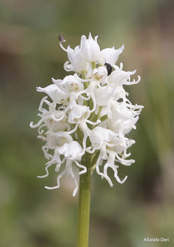 Monkey Orchid