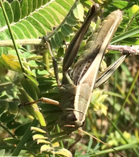 photo of Grasshoppers (Acrididea)