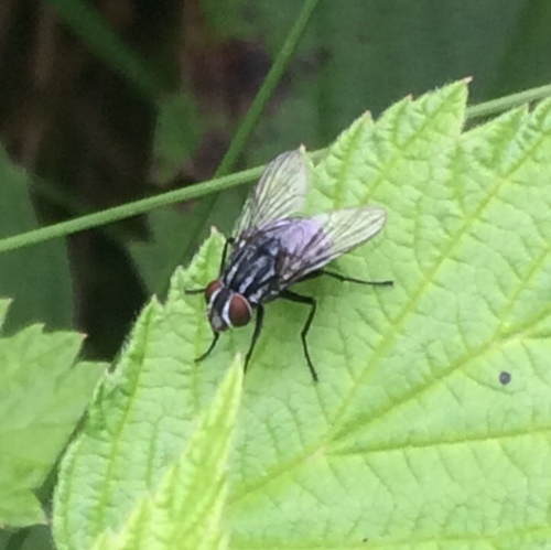 photo of Calyptrate Flies (Calyptratae)