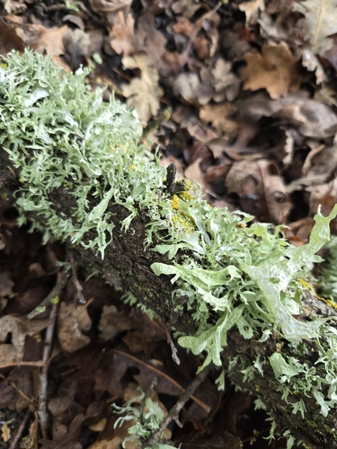 iNaturalist observation photo of Common Lichens