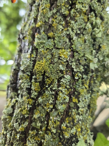 iNaturalist observation photo of Common Lichens