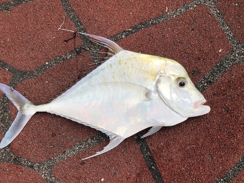 Diamond Trevally