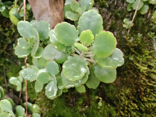 Kalanchoe laxiflora
