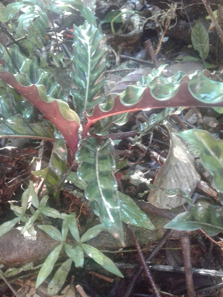 Goeppertia gandersii  iNaturalist