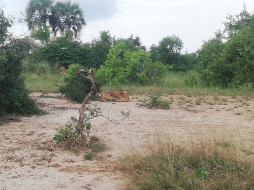 Southern Lion