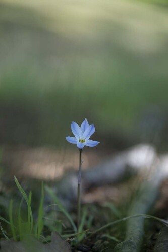 Ipheion uniflore 2