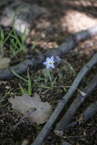 Ipheion uniflore 3
