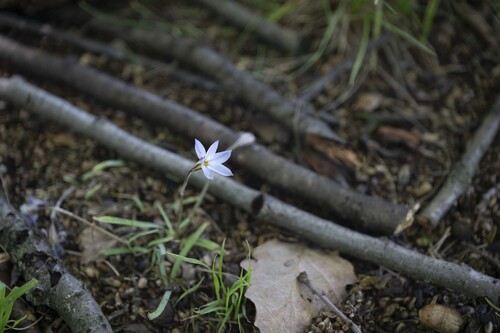 Ipheion uniflore 4
