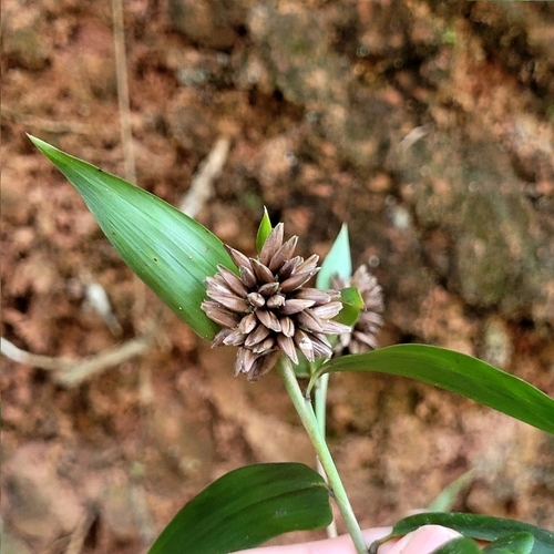 Chusquea capituliflora