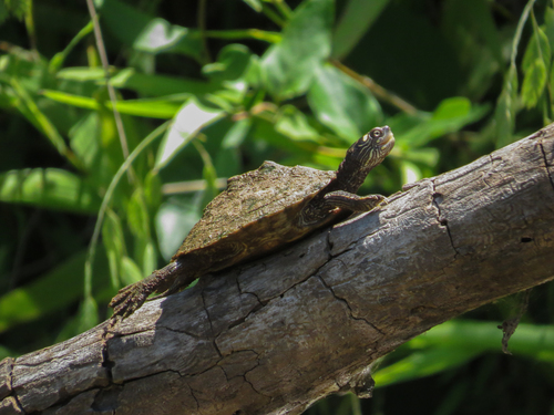 Ouachita Map Turtle