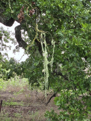 iNaturalist observation photo of lace lichen