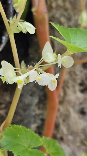 Begonia exigua