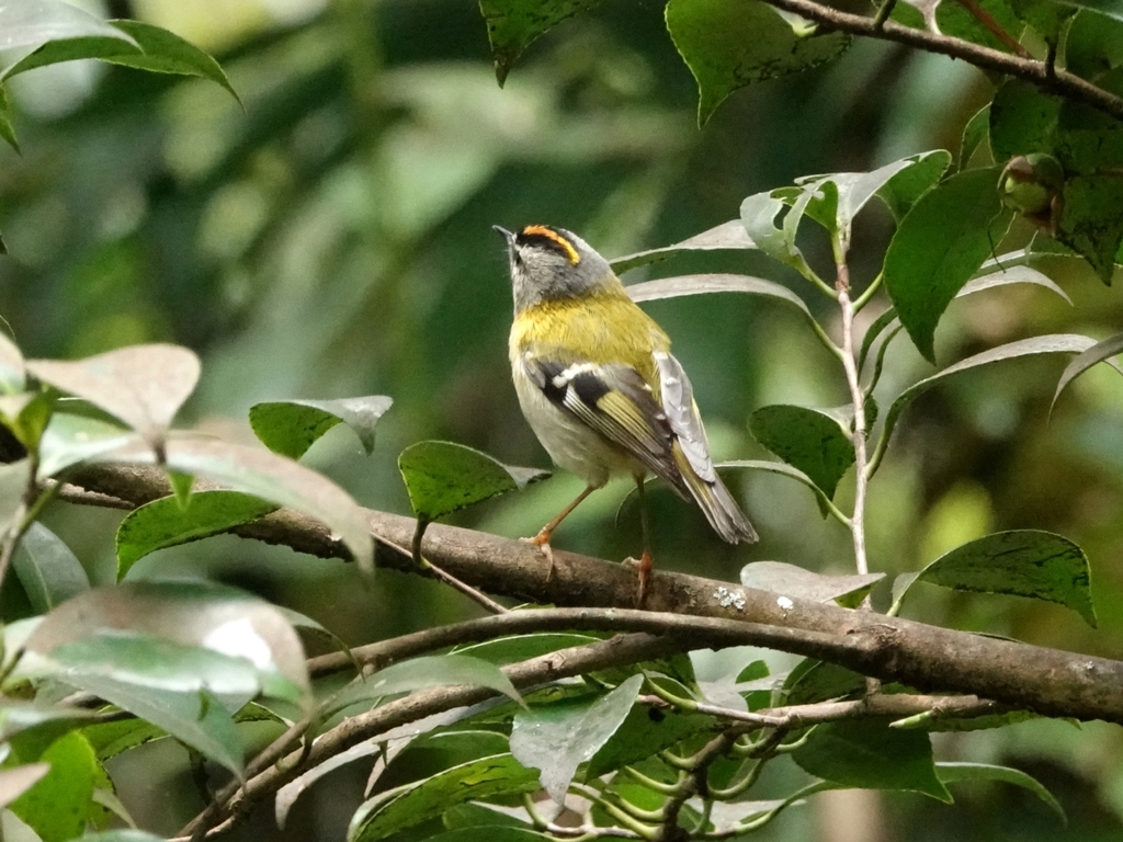 Madeira Firecrest