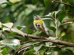 Madeira Firecrest