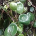 Peperomia tropeoloides - Photo (c) andres villamagua, όλα τα δικαιώματα διατηρούνται, uploaded by andres villamagua