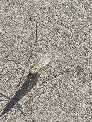 Unknown species found near E Hill Park St, Meridian, ID, US