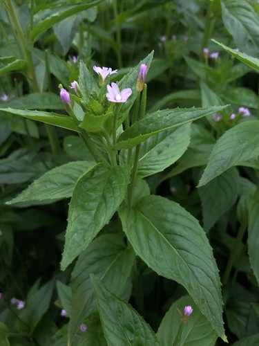 Epilobium ciliatum ssp. glandulosum