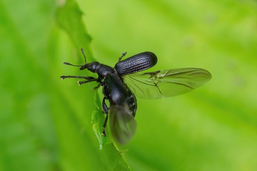 Birch Leaf-rolling Weevil