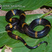Western Snail-Eating Snake - Photo (c) Petr Myska, all rights reserved, uploaded by Petr Myska