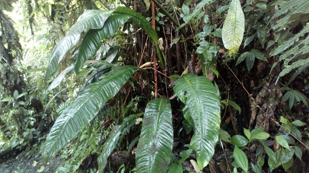 philodendron chinchamayense Philodendron aff. chinchamayense- Long Leaf