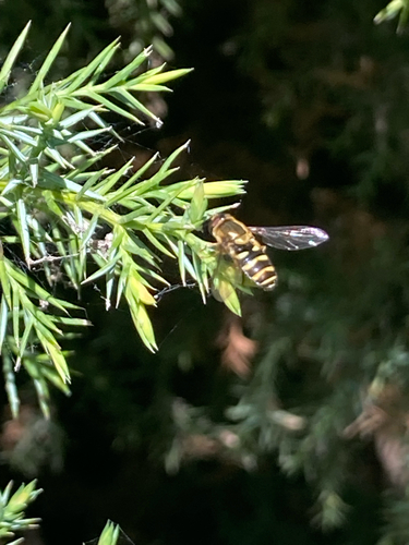 Unknown species found near N Maple Grove Rd, Boise, ID, US