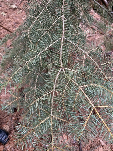 iNaturalist observation photo of white fir