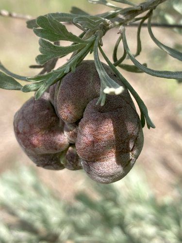 Unknown species found near N Maple Grove Rd, Boise, ID, US