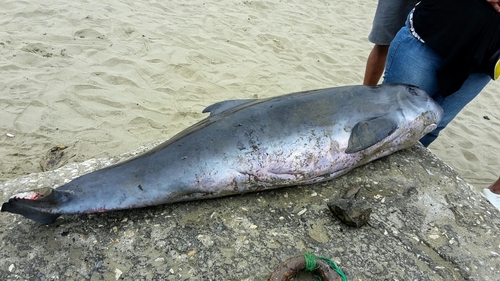 Pygmy Sperm Whale