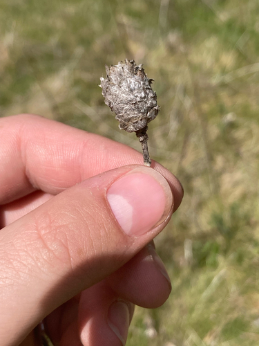 Unknown species found near S Americana Blvd, Boise, ID, US