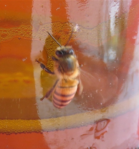 Apidae image