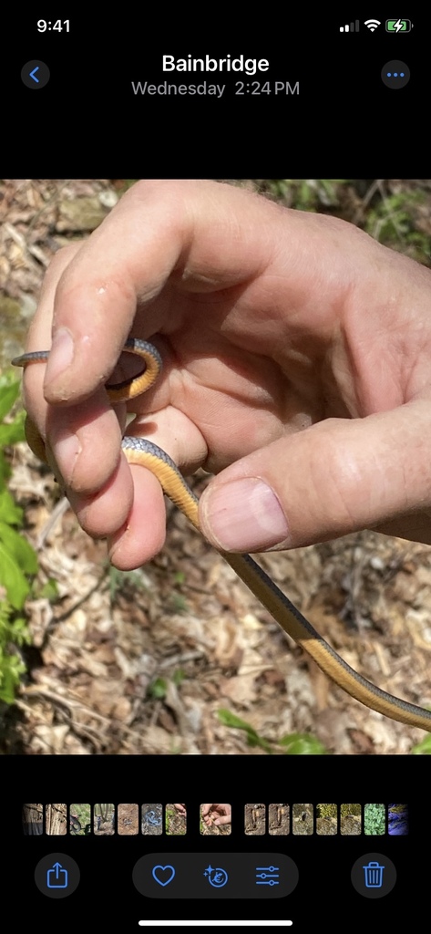 Diadophis punctatus from Bainbridge, OH, US on 2025년 04월 26일 (토) at 09:41 오후 by vshoward · iNaturalist Diadophis punctatus