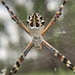 Florida Garden Spider - Photo (c) Sharon Watson, all rights reserved, uploaded by Sharon Watson