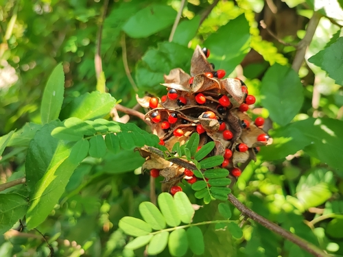rosary pea