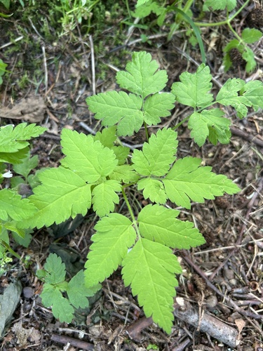 Chilean Sweet-cicely foliage