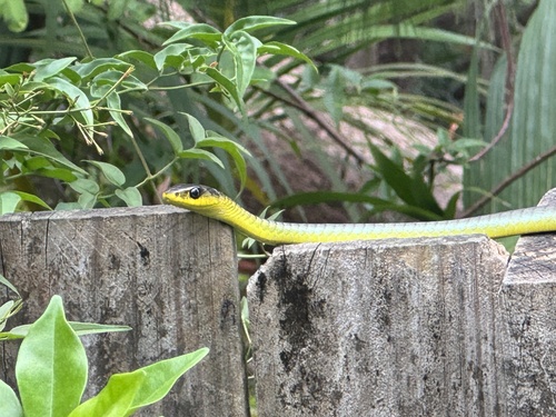 Common Tree Snake sighting