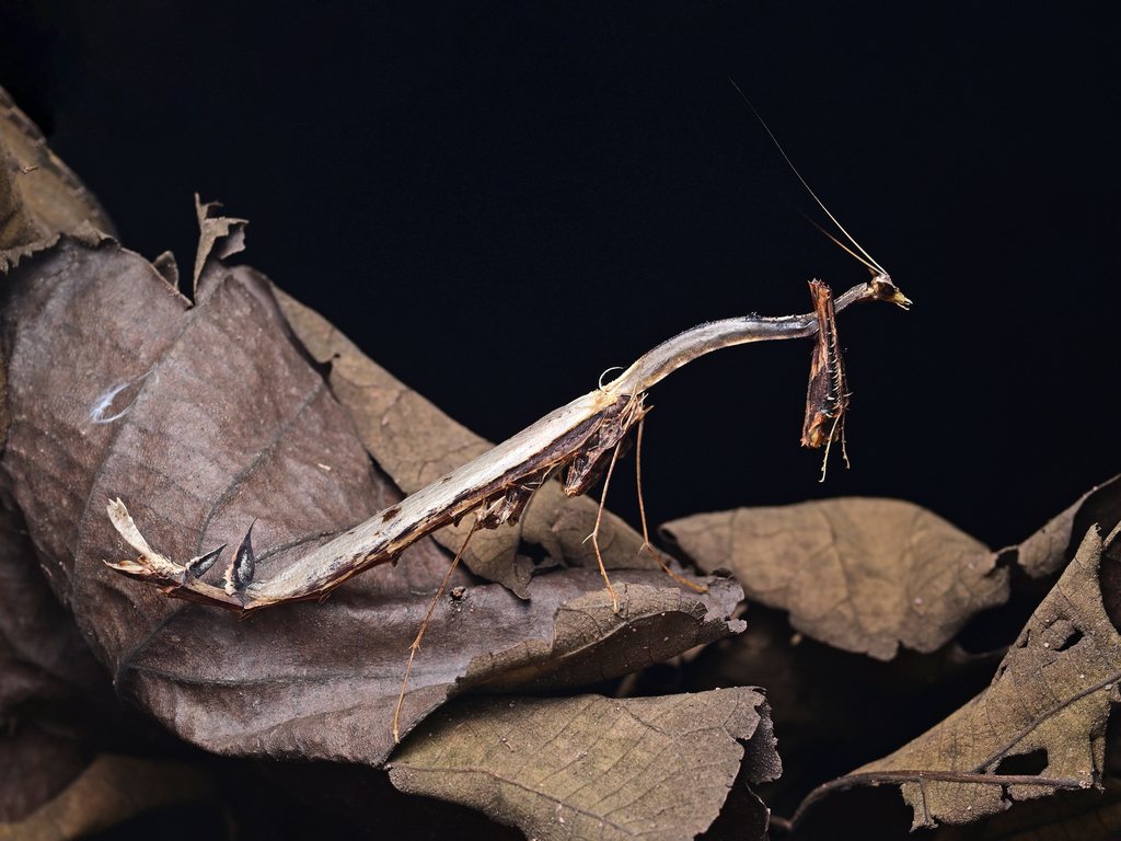 Toxodera denticulata from 中国云南省西双版纳傣族自治州勐腊县 on April 26, 2025 at 09:59
