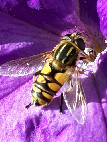 Woolly-tailed Marsh Fly