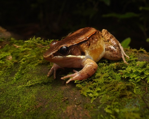 Mt. Dayao Music Frog